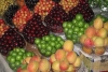 برداشت بیش از ۱۶۲ هزار تن میوه هسته دار از باغات استان همدان